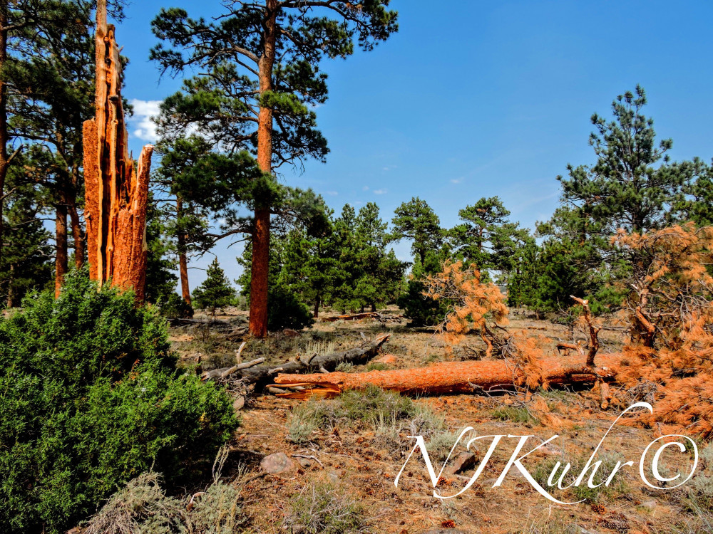 Red Canyon Overlook