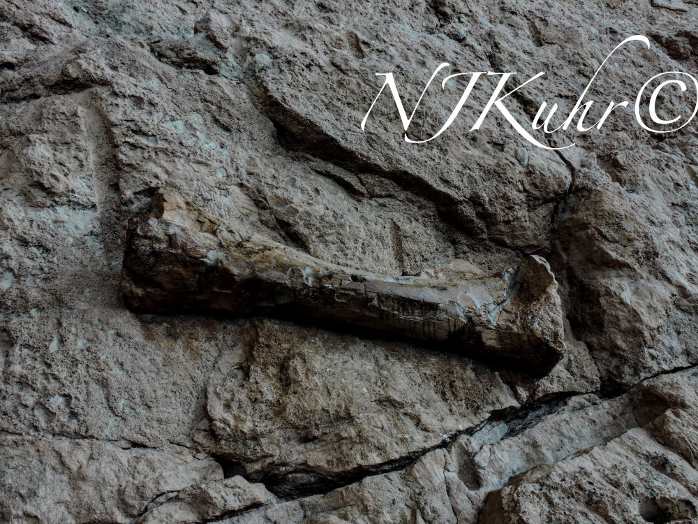 Dinosaur National Monument Quarry