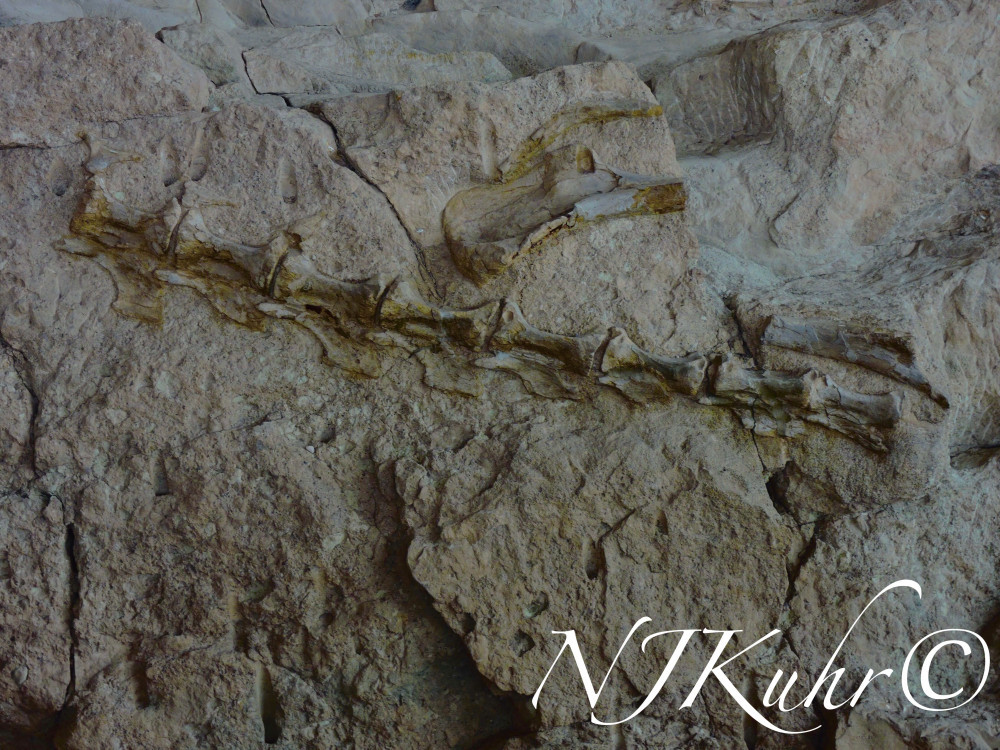 Dinosaur National Monument Quarry