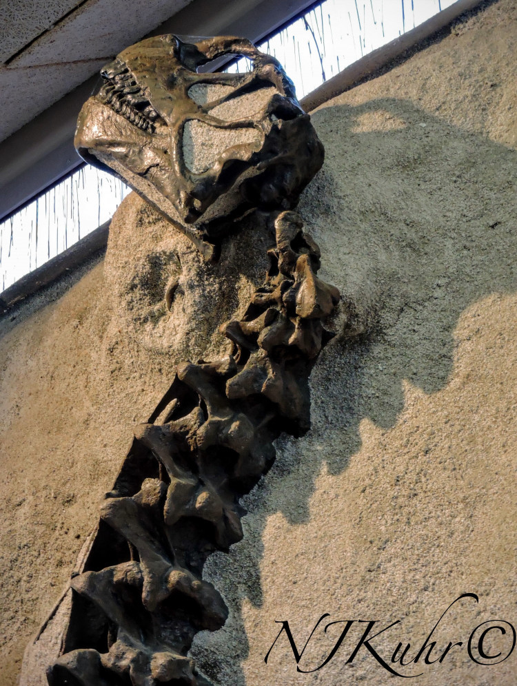 Dinosaur National Monument Quarry