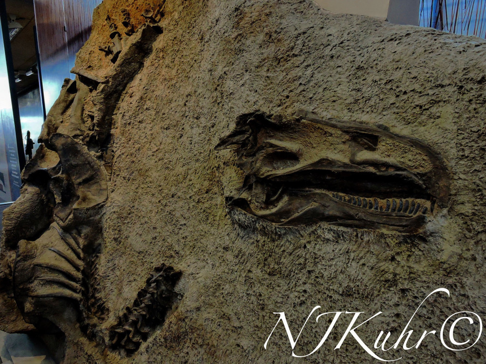 Dinosaur Quarry Fossils